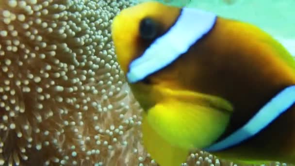 エジプトの紅海アネモフィッシュ Amphiprion Biinctus の4Kビデオ映像 — ストック動画