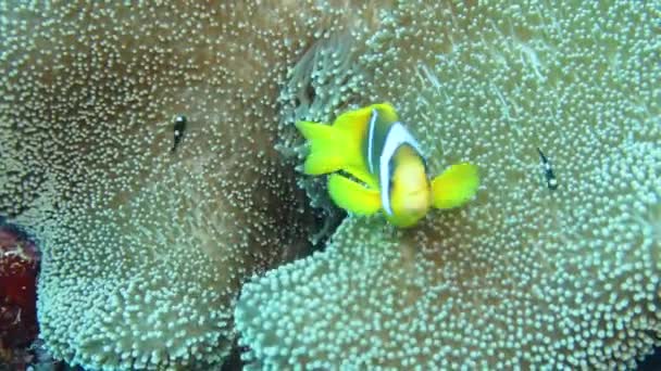 エジプトの紅海アネモフィッシュ Amphiprion Biinctus の4Kビデオ映像 — ストック動画