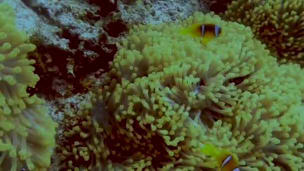 Mısır Bir Kızıl Deniz Anemonbalığı Nın Amphiprion Bicinctus Video Görüntüleri — Stok video