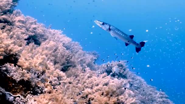 Imágenes Vídeo Una Gran Barracuda Sphyraena Barracuda Mar Rojo Egipto — Vídeo de stock