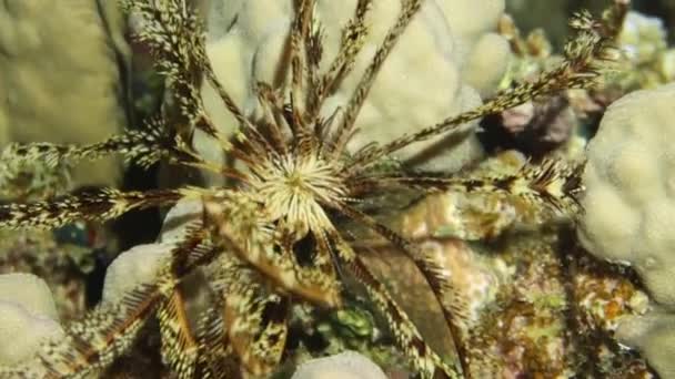 Video Footage Feather Star Crinoidea Red Sea Egypt — Stock Video
