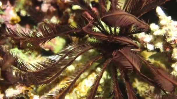 Imágenes Vídeo Una Estrella Plumas Crinoidea Mar Rojo Egipto — Vídeo de stock