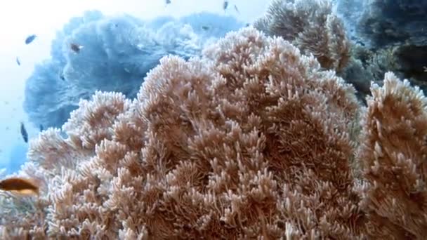 Filmagem Vídeo Pequenos Peixes Nadando Perto Recife Coral Mar Vermelho — Vídeo de Stock