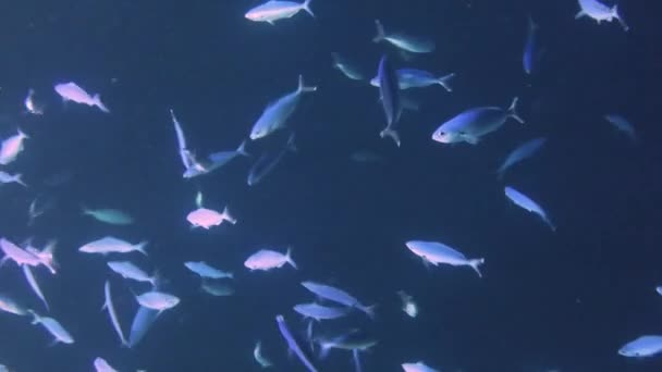 紅海での夜のサンゴ礁で餌を与える膨大な数の核融合炉の4Kビデオ映像 — ストック動画