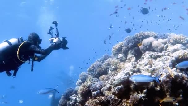 Video Záběry Potápěče Fotografování Mořského Života Rudém Moři Egypt — Stock video