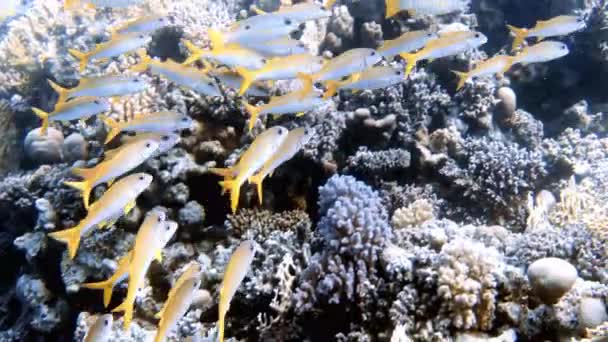 Videobeelden Van Gele Geitenvis Mulloidichthys Martinicus Rode Zee Egypte — Stockvideo