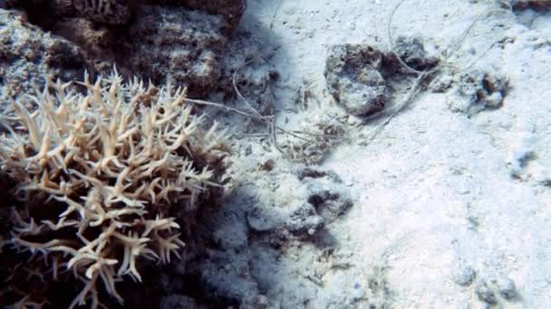 Mısır Daki Kızıl Deniz Terk Edilmiş Mercan Parçalarına Dolanmış Video — Stok video