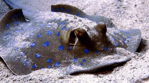 在埃及红海拍摄的4K片断的蓝调Ribbontail Ray Taeniura Lymma — 图库视频影像