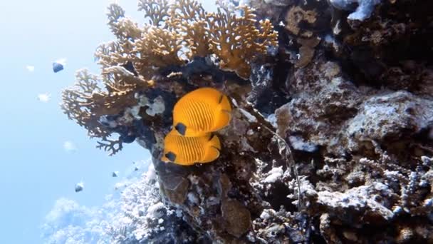 红海中一对蒙面蝴蝶鱼 Chaetodon Semilarvatus 的4K视频镜头 — 图库视频影像