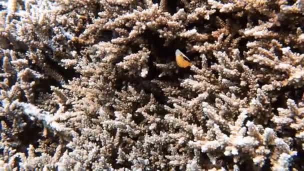 Відеозапис Великого Філії Coral Acropora Florida Рифі Червоному Морі Єгипет — стокове відео