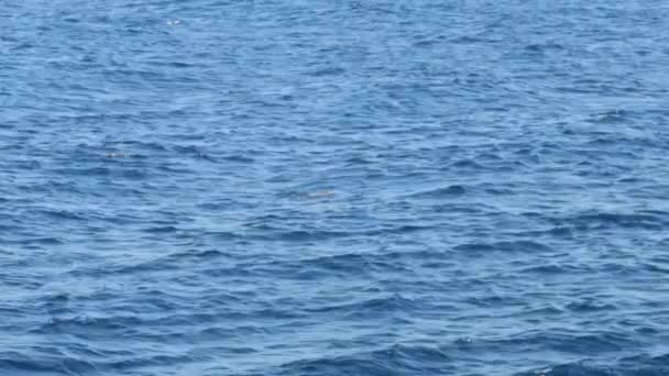 Videofilmer Liten Kapsel Med Spinner Dolphins Stenella Longirostris Ytan Röda — Stockvideo