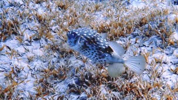 Videozáznam Žlutoskvrnitého Ďasa Cyclichthys Spilostylus Rudém Moři — Stock video