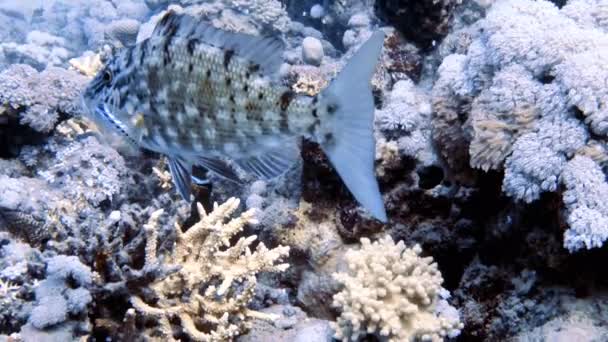Video Görüntüleri Spanyol Mparatoru Lethrinus Nebulosus Kızıl Deniz Mısır Daha — Stok video