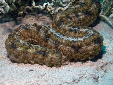 Kızıl Deniz 'de bir deniz hıyarı (Synaptula karşılık verenler), Mısır      