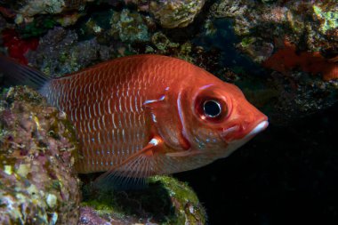 Kızıl Deniz, Mısır 'da bir Kuyruk Benekli Sincap (Sargocnetron caudimaculatum)