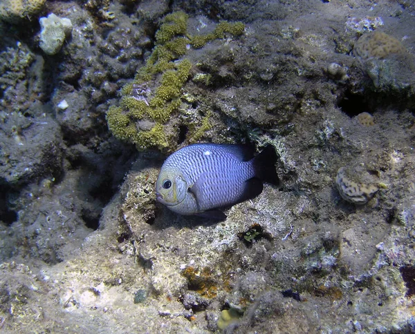 Tre Plats Domino Kvinnliga Dascyllus Trimaculatus Röda Havet Egypten — Stockfoto