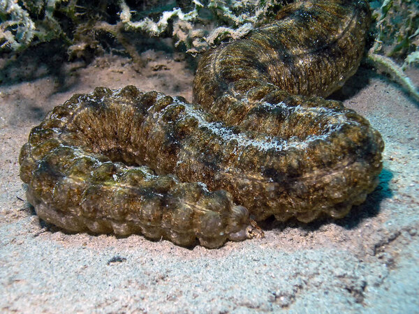 A Sea Cucumber (Synaptula reciprocans) in the Red Sea, Egypt      