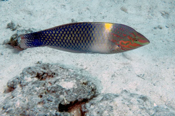 Kızıl Deniz Mısır Bir Checkerboard Wrasse Halichoeres Hortulanus — Stok fotoğraf