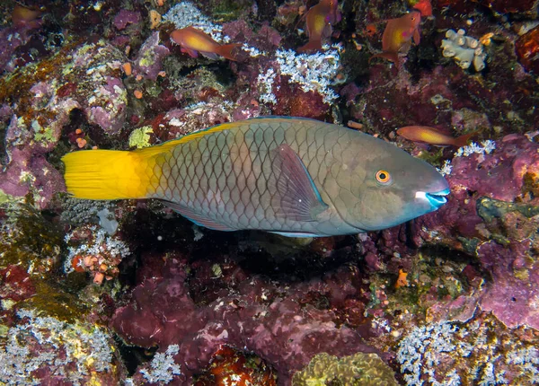 Rusty Parrotfish Betina Scarus Ferrugineus Laut Merah — Stok Foto