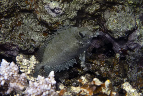 Conejo Oscuro Siganus Luridus Mar Rojo Egipto —  Fotos de Stock