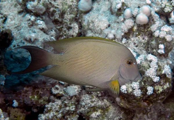 Ryba Brunatna Acanthurus Nigrofuscus Morzu Czerwonym Egipt — Zdjęcie stockowe