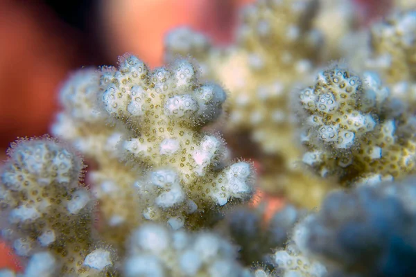 Echinopora Nieregularny Koralowiec Twardy Morzu Czerwonym Egipt — Zdjęcie stockowe