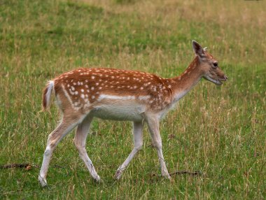 Avrupa Fallow Geyiği (Dama dama) İngiltere 'de bir kır parkında