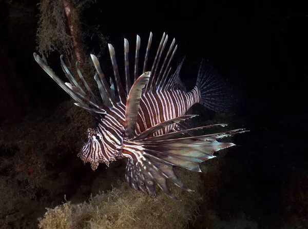 Peixe Leão Comum Pterois Volitans Chipre — Fotografia de Stock