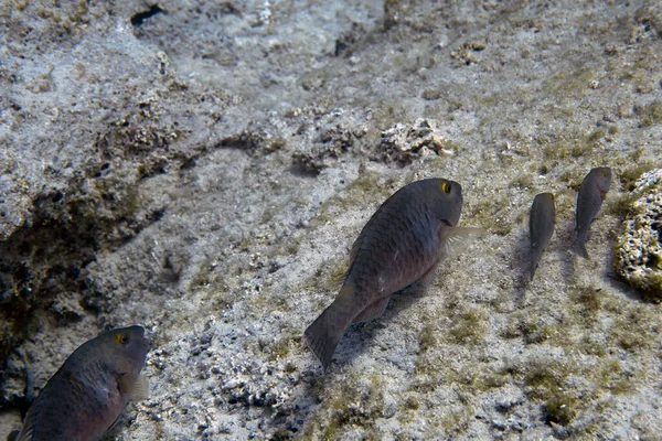 Середземноморська Риба Гребінь Sparisoma Кіпрі — стокове фото