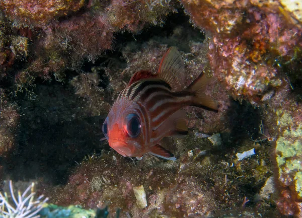 Akdeniz Yalnız Bir Kırmızı Ceket Sargocentron Rubrum — Stok fotoğraf