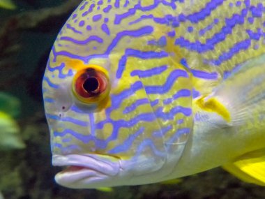 Bir Sailfin Snapper (Symphorichthys spilurus)