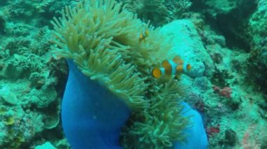 Sahte Palyaço Balığı (Amphiprion ocellaris) El Nido, Filipinler 'de muhteşem bir şakayıkta