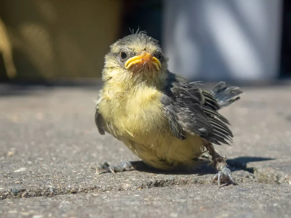 Juvenile Eurasian Blue Tit Cyanistes Caeruleus — Stock Fotó