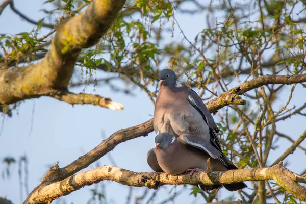 Gołąb Zwyczajny Columba Palumbus — Zdjęcie stockowe