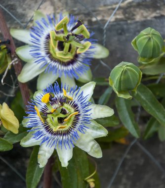 Güzel Tutku Çiçeği (Passiflora caerulea)