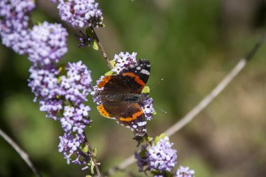 Bir Kızıl Amiral Kelebek (Vanessa atalanta)