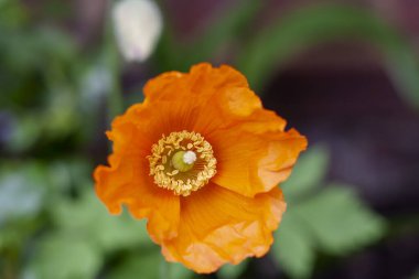 Tek bir Kaliforniya gelinciğine (Escholzia calinica)