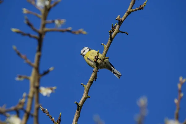 Teta Azul Euroasiática Cyanistes Caeruleus —  Fotos de Stock