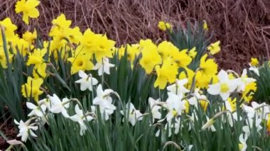 Nergisler ilkbaharda rüzgarda usulca sallanırlar