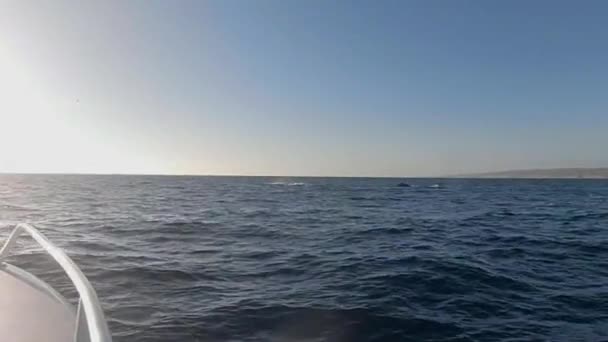 Μια Φάλαινα Humpback Megaptera Novaeangliae Πτερύγιο Χαστούκια Νερό Στον Ειρηνικό — Αρχείο Βίντεο