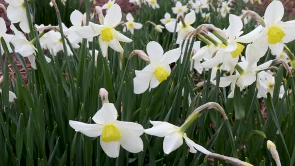 Daffodils Zachtjes Zwaaien Wind Lente — Stockvideo