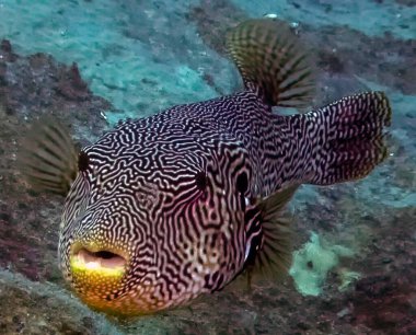 Truk Lagoon 'daki Harita Puffer' ını (Arothron Mappa) Kapat