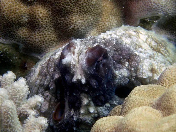 Den Chobotnice Skrývající Korálech Truk Lagoon — Stock fotografie