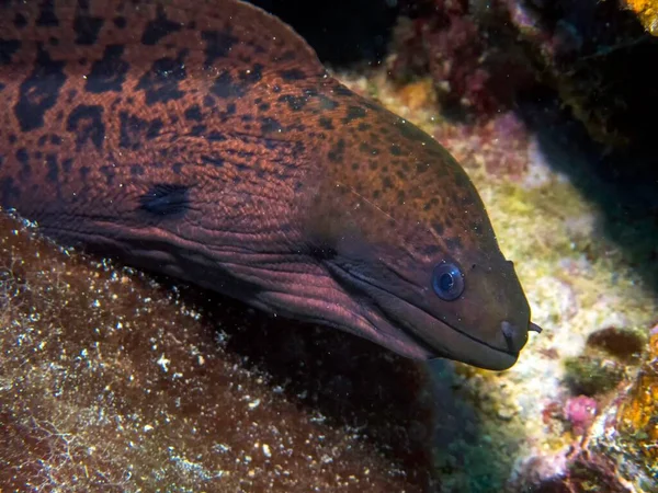 Truk Gölü Nde Kahverengi Bir Moray Yılan Balığı — Stok fotoğraf