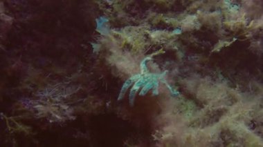 Akdeniz 'de yıldız bir balık.