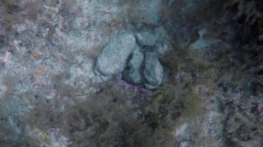 Bir Ahtapot (Ahtapot) Akdeniz 'de bir kayanın içinde saklanıyor.