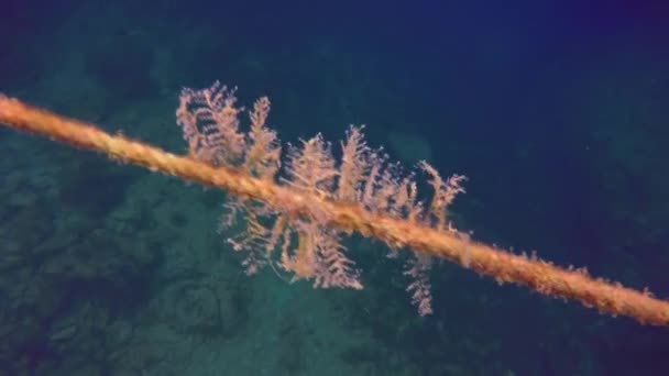 Piece Rope Underwater Moving Surge Ocean — Stock Video