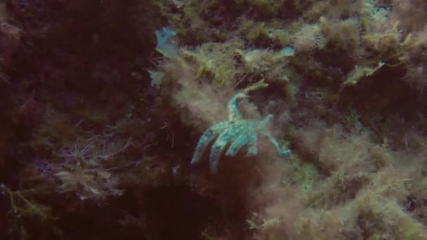 Akdeniz Yıldız Bir Balık — Stok video
