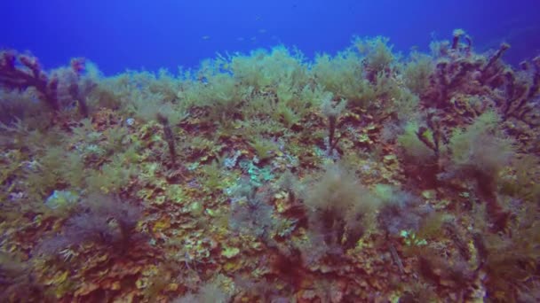 Peces Pequeños Nadando Cerca Del Lecho Marino Mar Mediterráneo — Vídeos de Stock