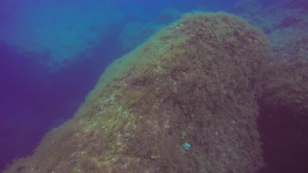 고조에서 해초로 뒤덮인 바위들 — 비디오